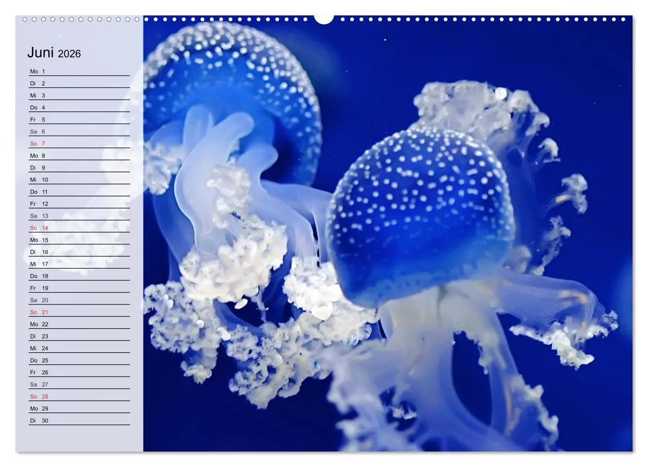 Bild: 9783457995068 | Quallen. Ätherische Wunderwesen (hochwertiger Premium Wandkalender...