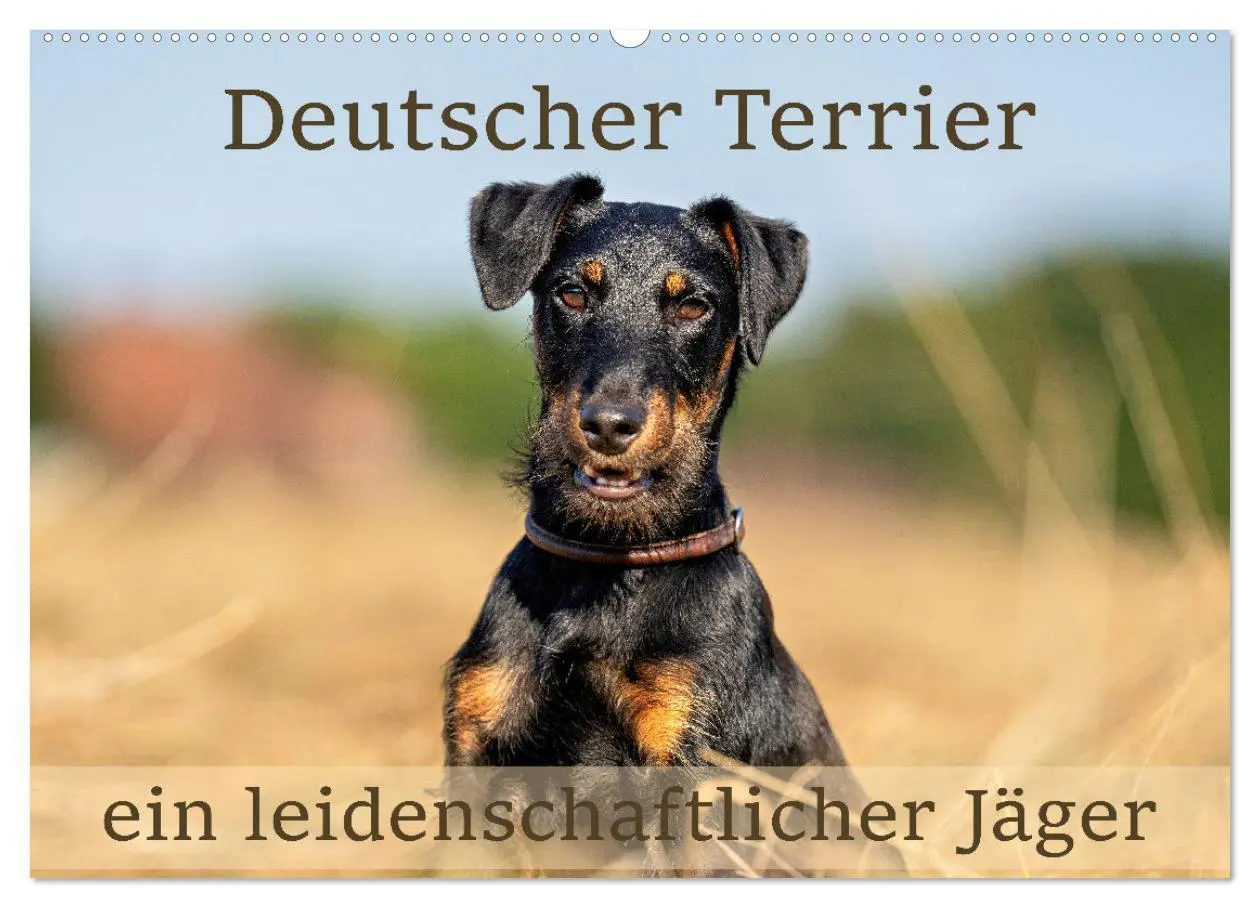 Cover: 9783457355268 | Deutscher Terrier - ein leidenschaftlicher Jäger (Wandkalender 2026...