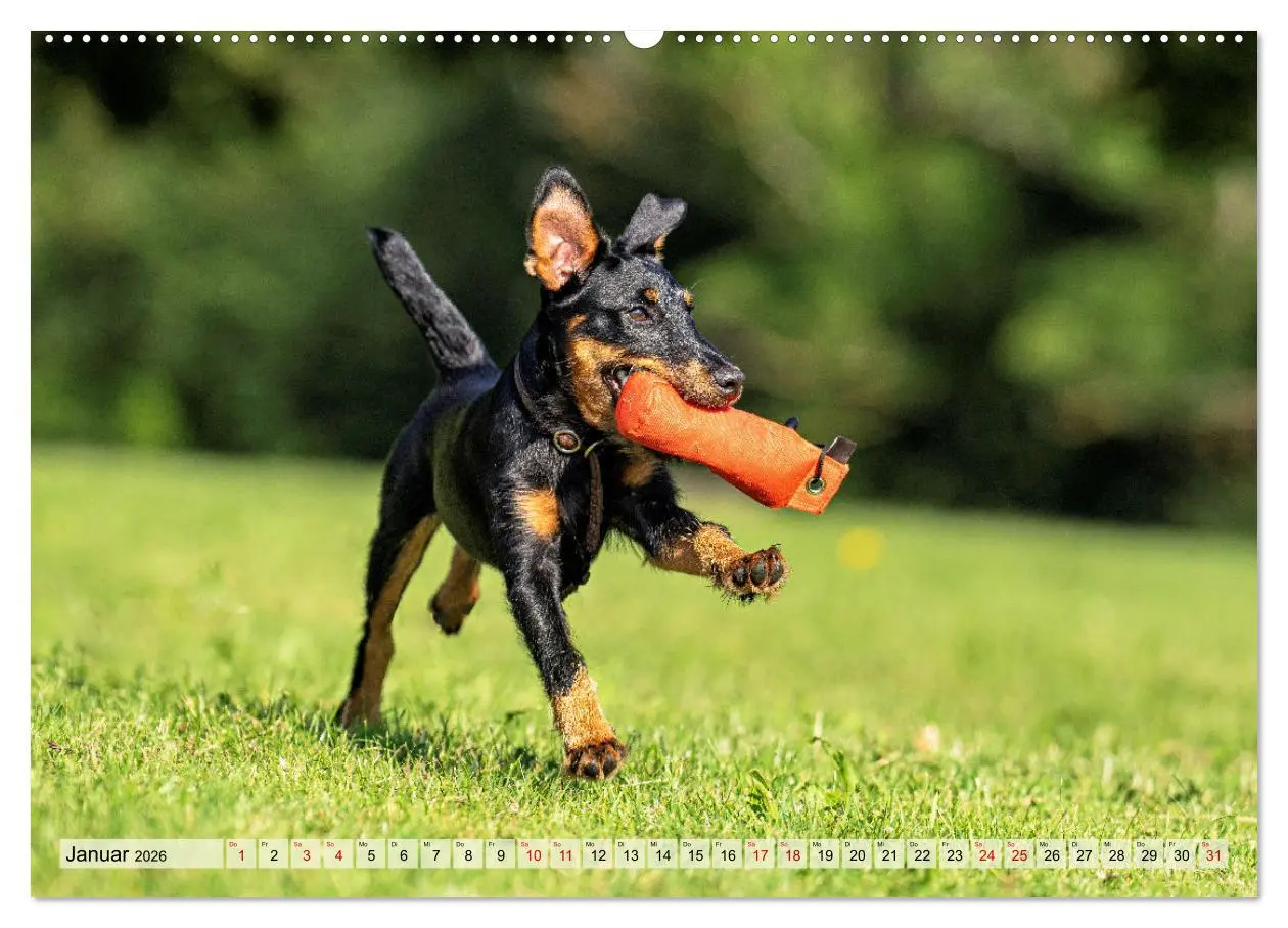 Bild: 9783457355268 | Deutscher Terrier - ein leidenschaftlicher Jäger (Wandkalender 2026...
