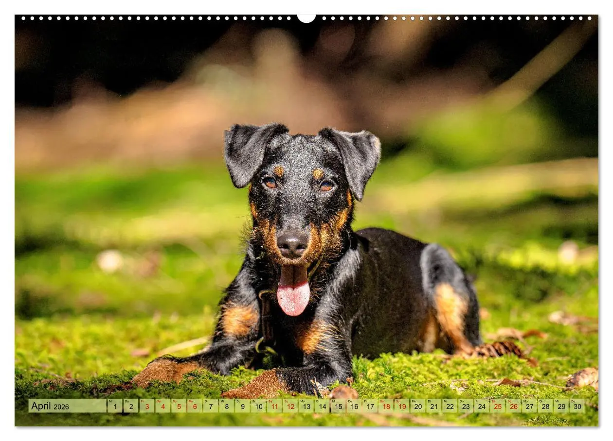 Bild: 9783457355268 | Deutscher Terrier - ein leidenschaftlicher Jäger (Wandkalender 2026...