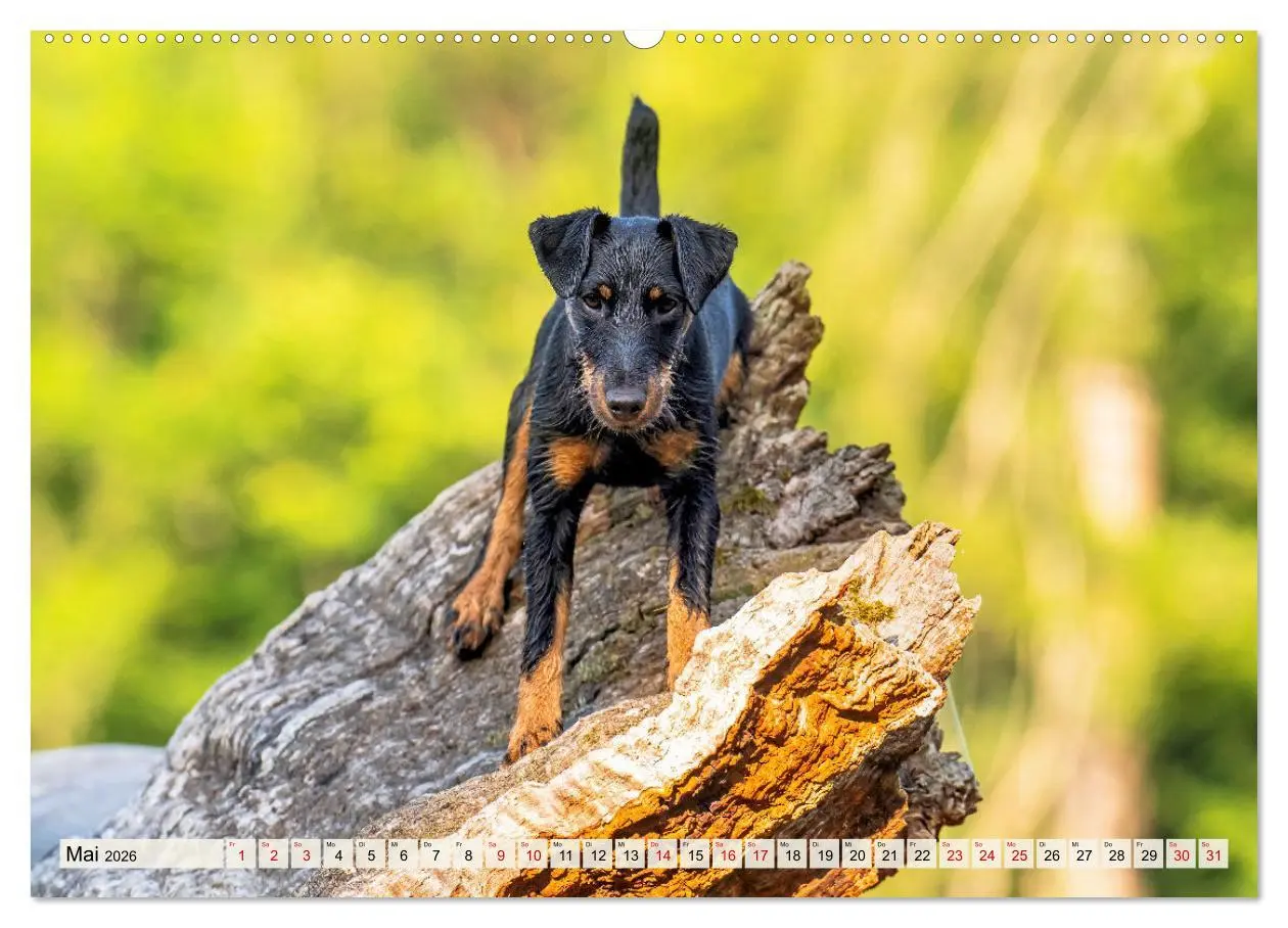 Bild: 9783457355268 | Deutscher Terrier - ein leidenschaftlicher Jäger (Wandkalender 2026...
