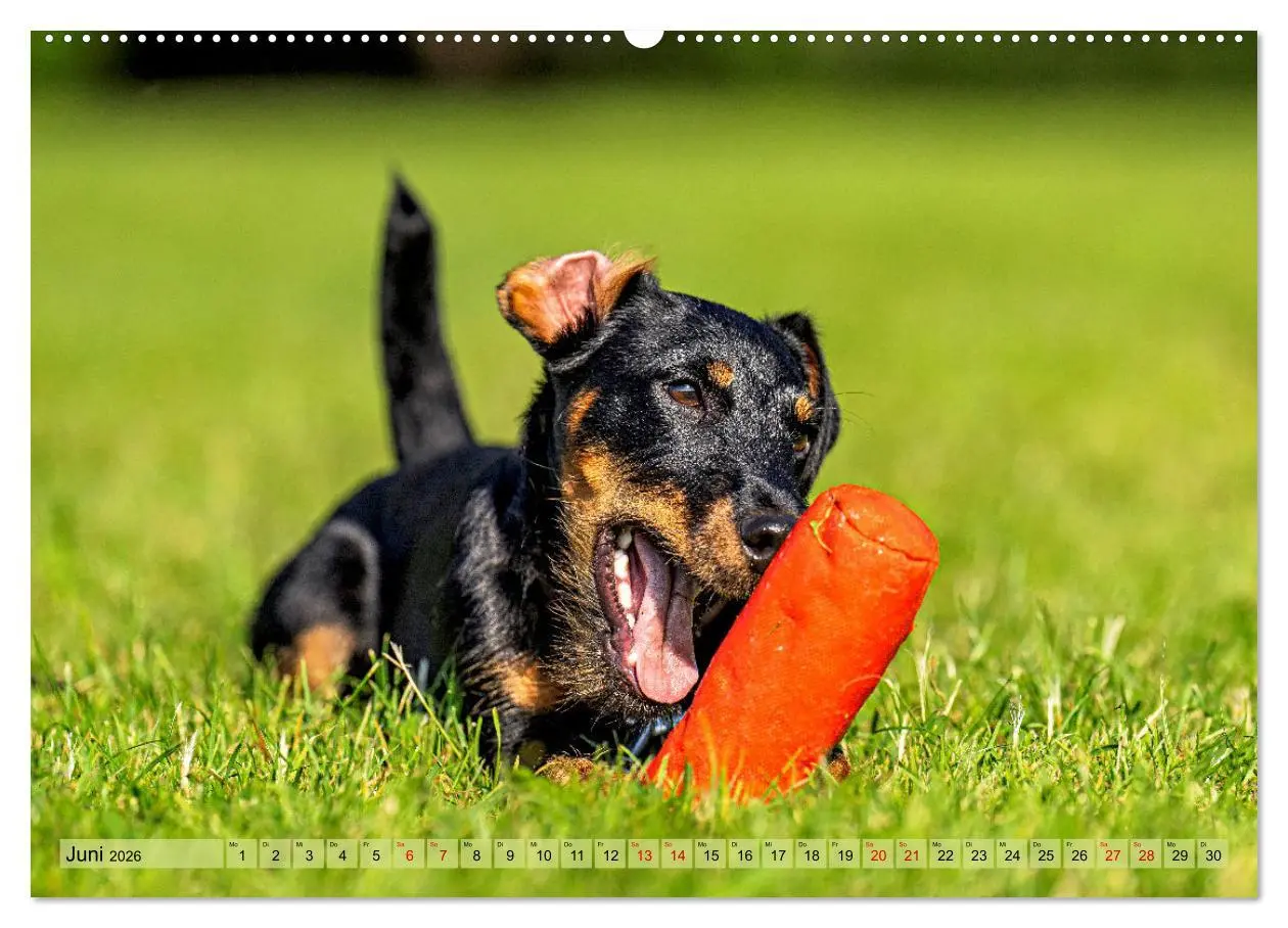 Bild: 9783457355268 | Deutscher Terrier - ein leidenschaftlicher Jäger (Wandkalender 2026...