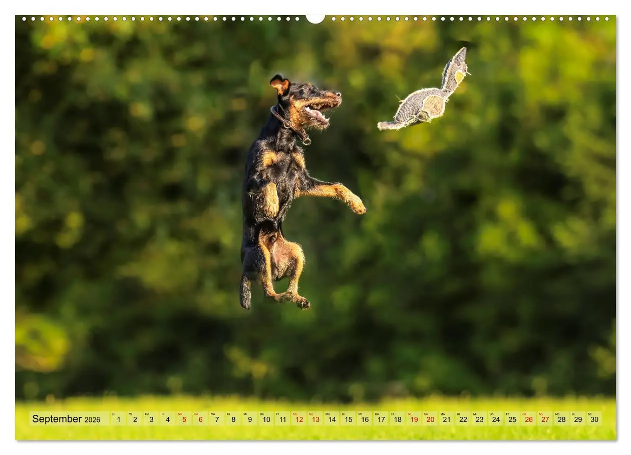 Bild: 9783457355268 | Deutscher Terrier - ein leidenschaftlicher Jäger (Wandkalender 2026...