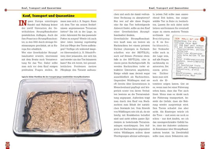 Bild: 9783937285368 | Die Strumpfbandnatter | Thamnophis sirtalis | Martin Hallmen | Buch