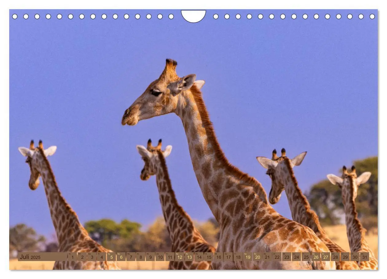Bild: 9783383845468 | Wildlife Namibia - Etosha und Kalahari (Wandkalender 2025 DIN A4...