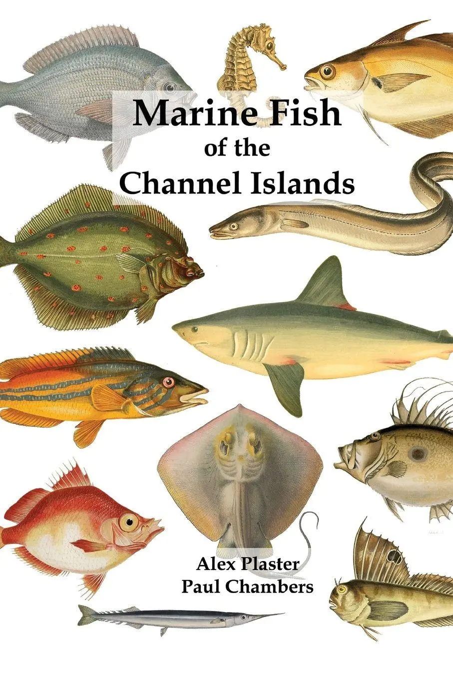Cover: 9780956065568 | Marine Fish of the Channel Islands | Paul Chambers (u. a.) | Buch