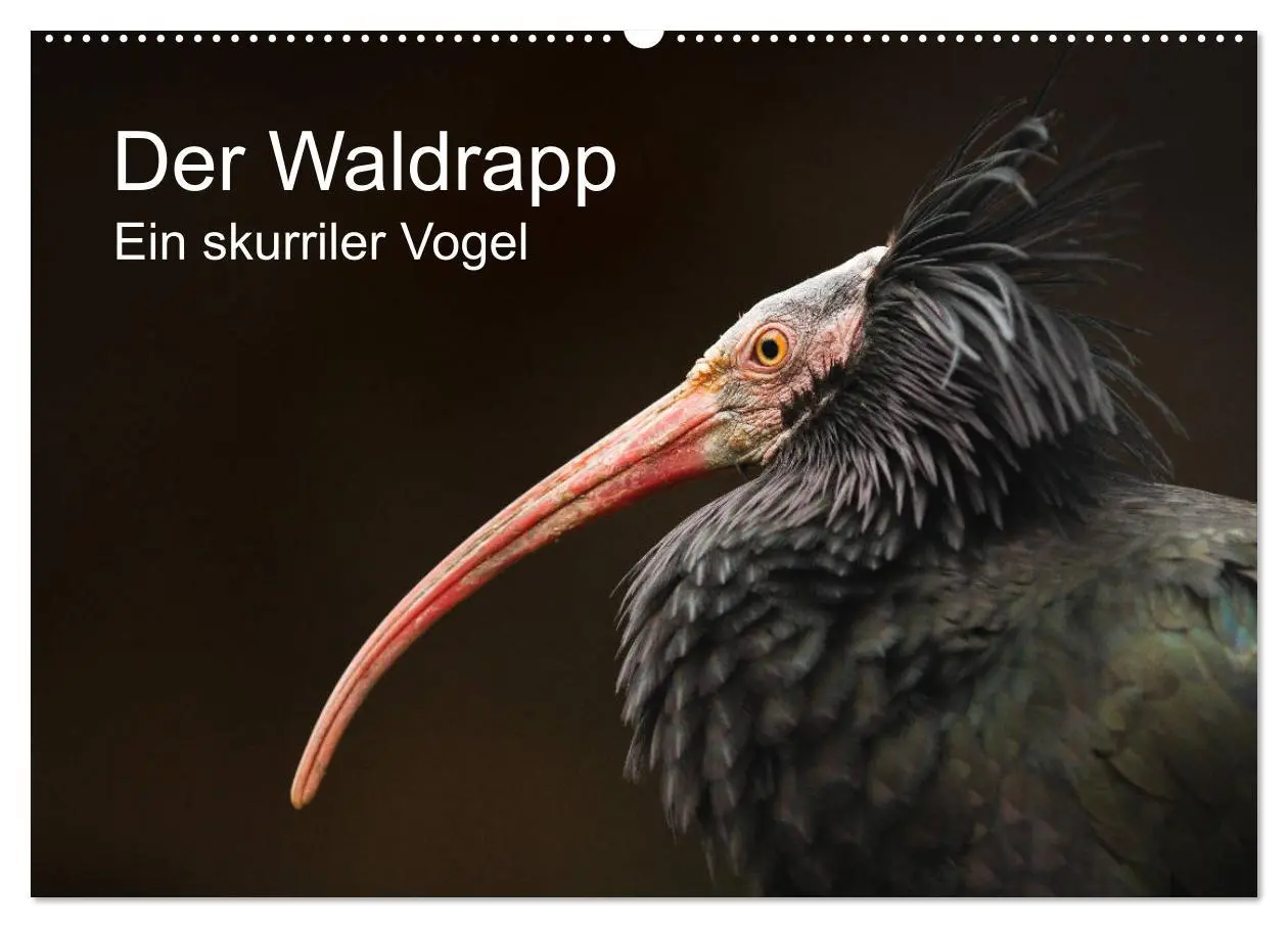 Cover: 9783457705568 | Der Waldrapp - Ein skurriler Vogel (Wandkalender 2026 DIN A2 quer),...