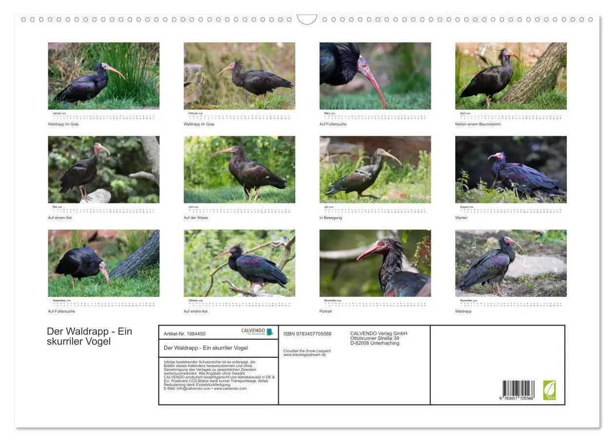 Bild: 9783457705568 | Der Waldrapp - Ein skurriler Vogel (Wandkalender 2026 DIN A2 quer),...