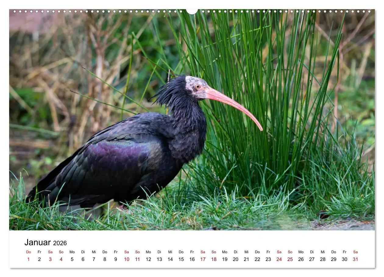 Bild: 9783457705568 | Der Waldrapp - Ein skurriler Vogel (Wandkalender 2026 DIN A2 quer),...