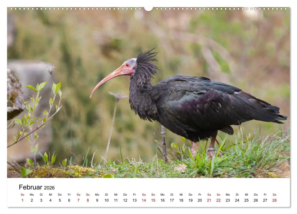 Bild: 9783457705568 | Der Waldrapp - Ein skurriler Vogel (Wandkalender 2026 DIN A2 quer),...