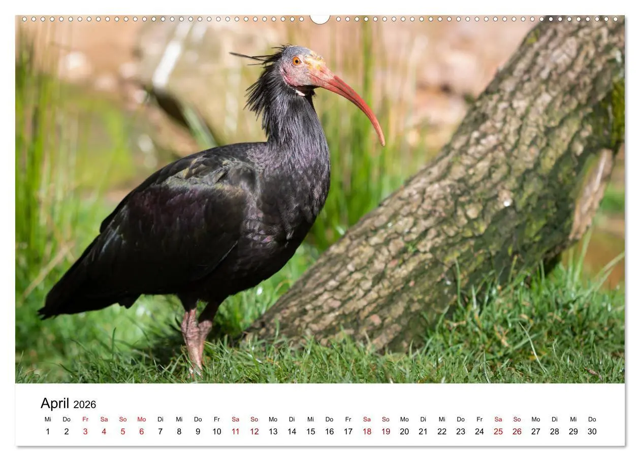 Bild: 9783457705568 | Der Waldrapp - Ein skurriler Vogel (Wandkalender 2026 DIN A2 quer),...