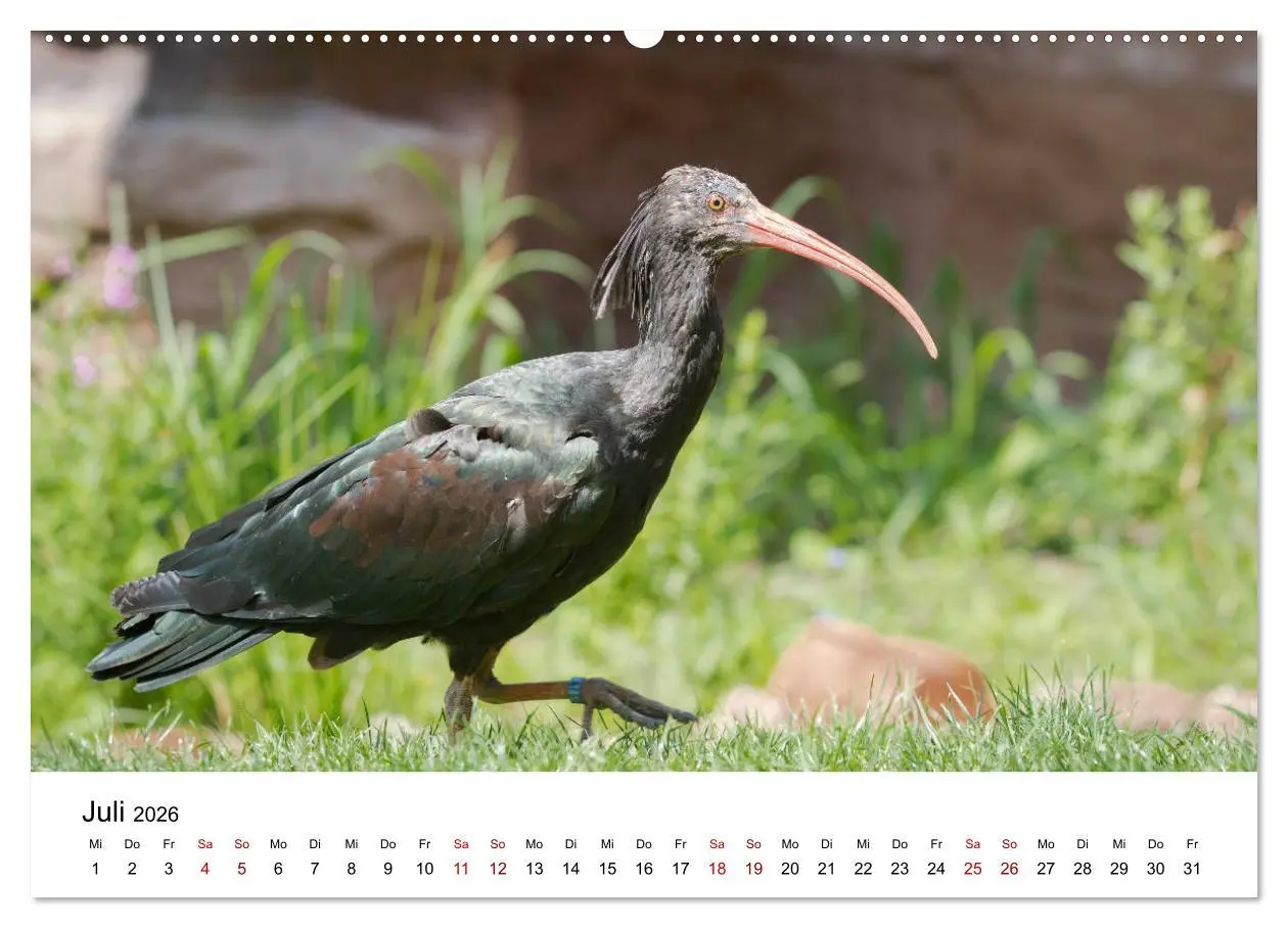 Bild: 9783457705568 | Der Waldrapp - Ein skurriler Vogel (Wandkalender 2026 DIN A2 quer),...