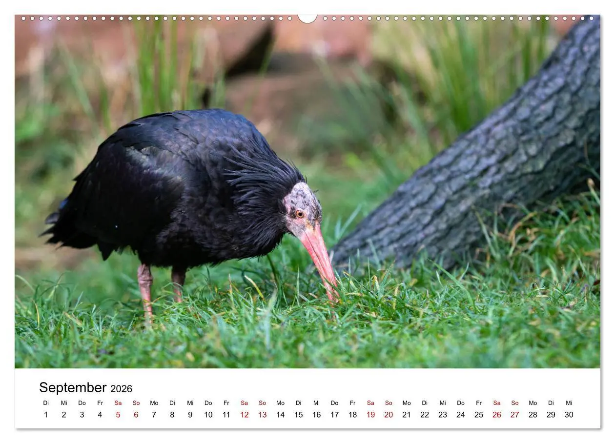 Bild: 9783457705568 | Der Waldrapp - Ein skurriler Vogel (Wandkalender 2026 DIN A2 quer),...