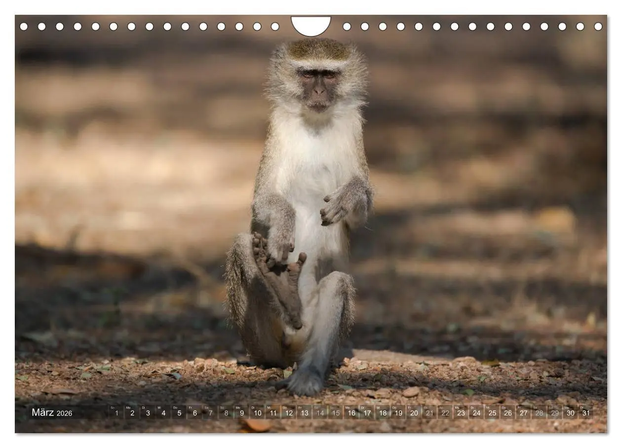 Bild: 9783457875568 | Abenteuer Sambia (Wandkalender 2026 DIN A4 quer), CALVENDO...