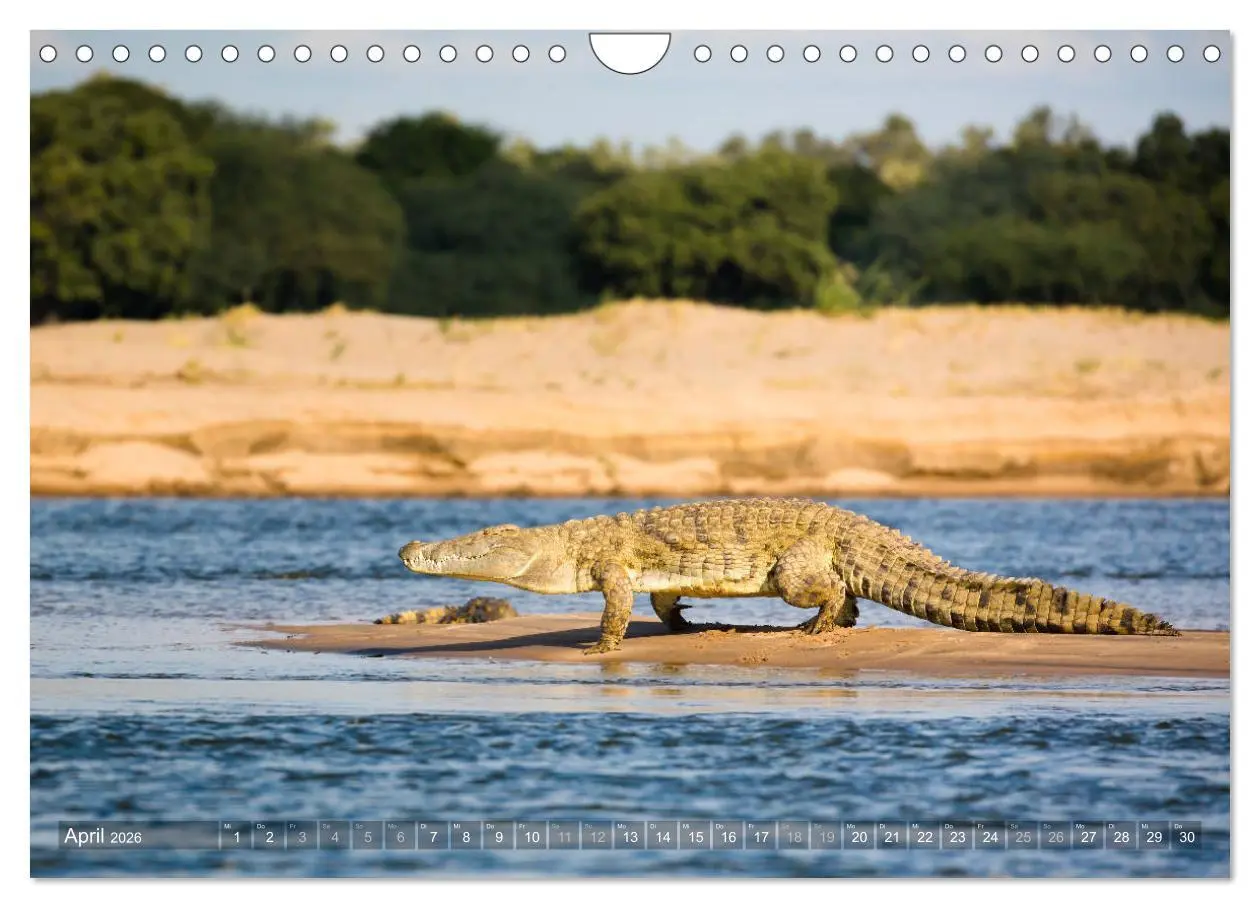 Bild: 9783457875568 | Abenteuer Sambia (Wandkalender 2026 DIN A4 quer), CALVENDO...