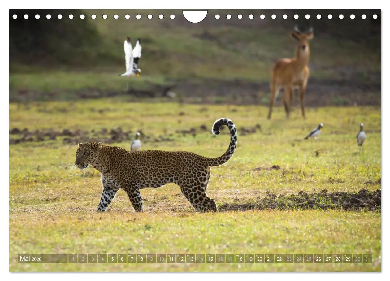 Bild: 9783457875568 | Abenteuer Sambia (Wandkalender 2026 DIN A4 quer), CALVENDO...