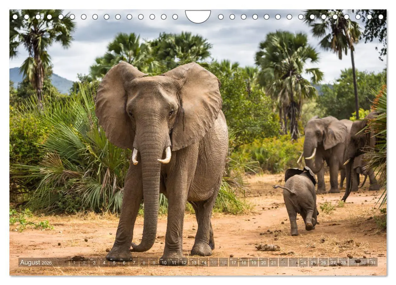Bild: 9783457875568 | Abenteuer Sambia (Wandkalender 2026 DIN A4 quer), CALVENDO...