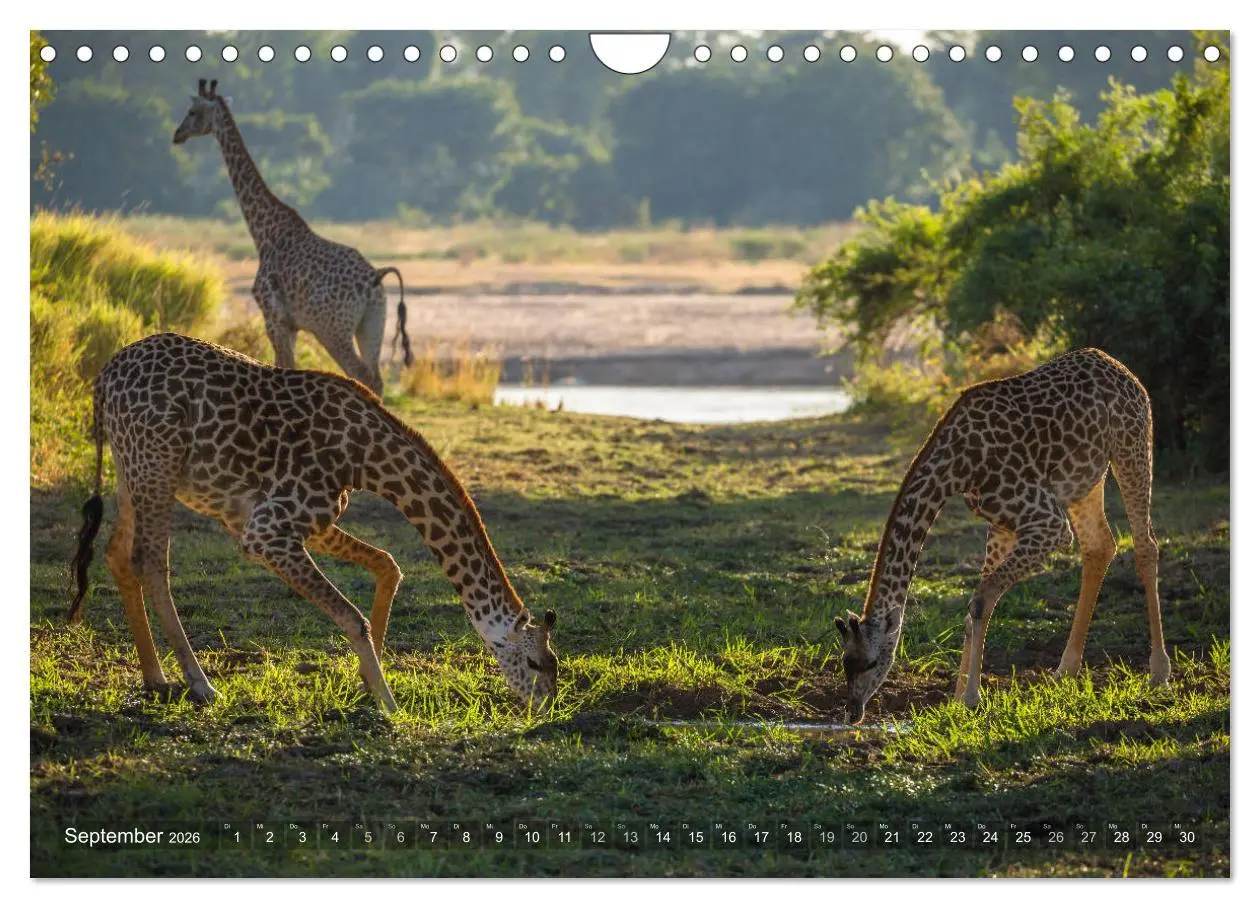 Bild: 9783457875568 | Abenteuer Sambia (Wandkalender 2026 DIN A4 quer), CALVENDO...