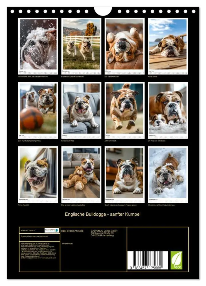 Bild: 9783457175668 | Englische Bulldogge - sanfter Kumpel (Wandkalender 2025 DIN A4...