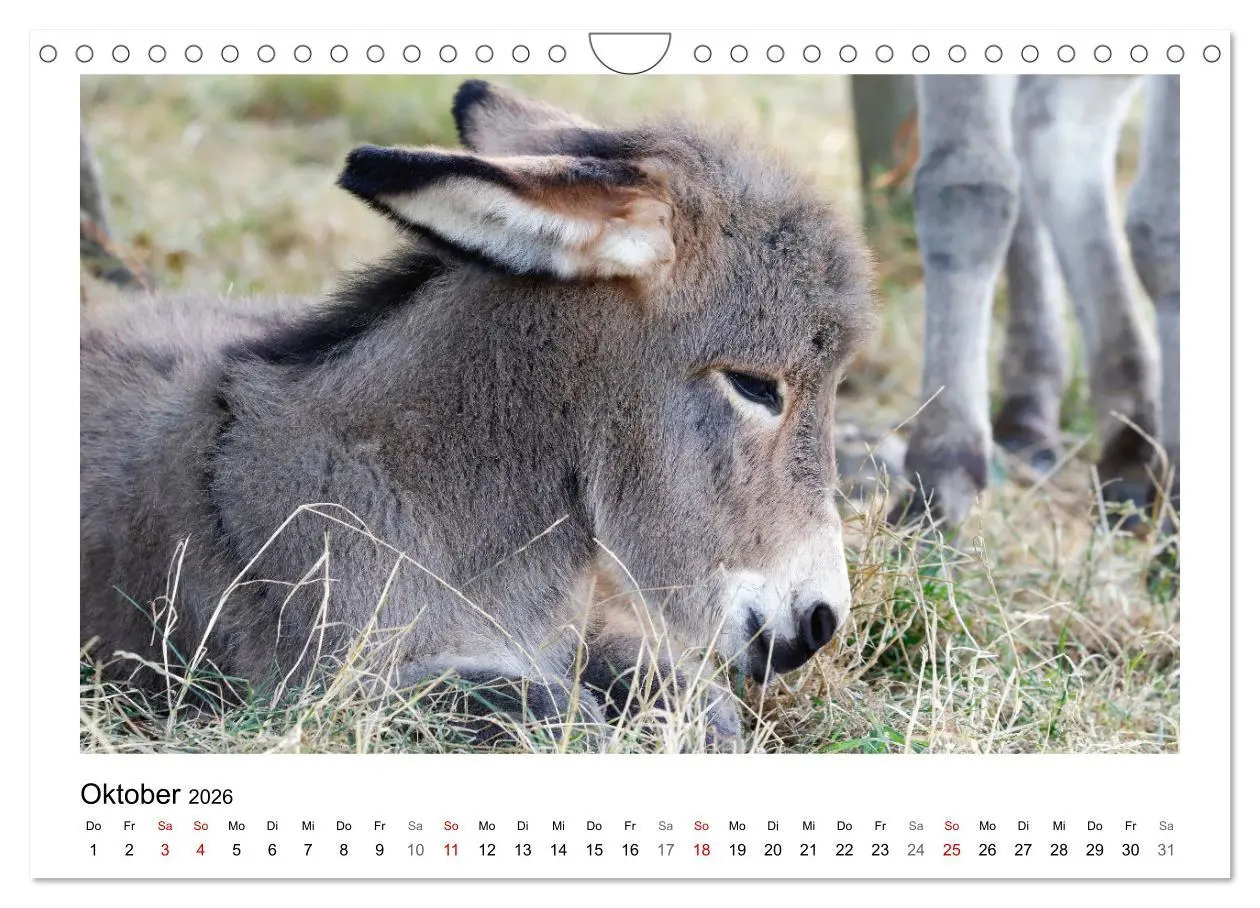 Bild: 9783457915868 | Bauernhoftiere hautnah (Wandkalender 2026 DIN A4 quer), CALVENDO...