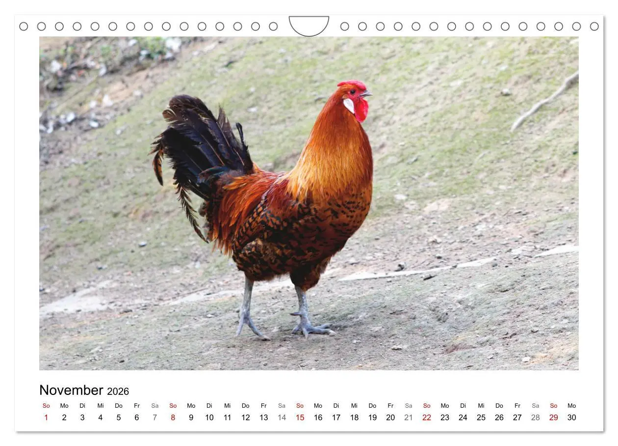 Bild: 9783457915868 | Bauernhoftiere hautnah (Wandkalender 2026 DIN A4 quer), CALVENDO...