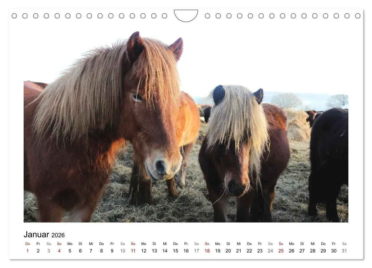 Bild: 9783457915868 | Bauernhoftiere hautnah (Wandkalender 2026 DIN A4 quer), CALVENDO...