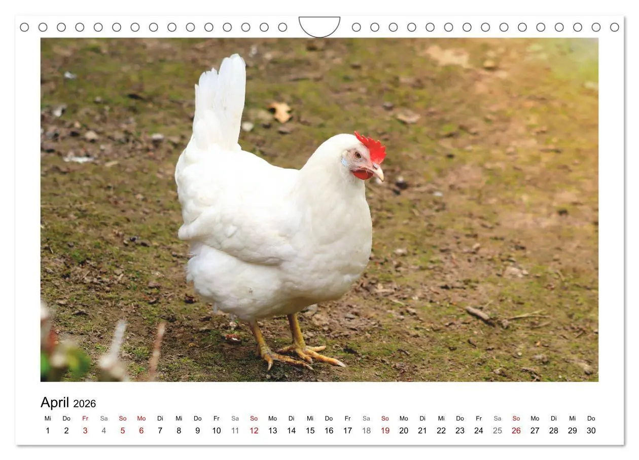 Bild: 9783457915868 | Bauernhoftiere hautnah (Wandkalender 2026 DIN A4 quer), CALVENDO...