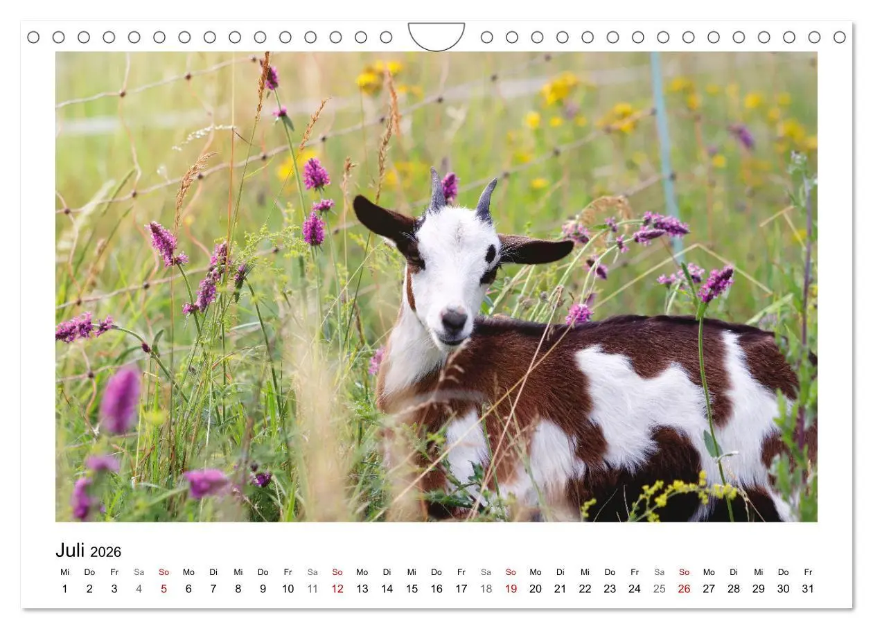 Bild: 9783457915868 | Bauernhoftiere hautnah (Wandkalender 2026 DIN A4 quer), CALVENDO...