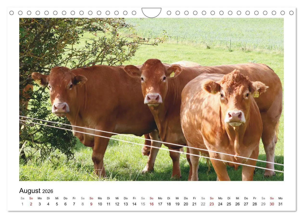 Bild: 9783457915868 | Bauernhoftiere hautnah (Wandkalender 2026 DIN A4 quer), CALVENDO...
