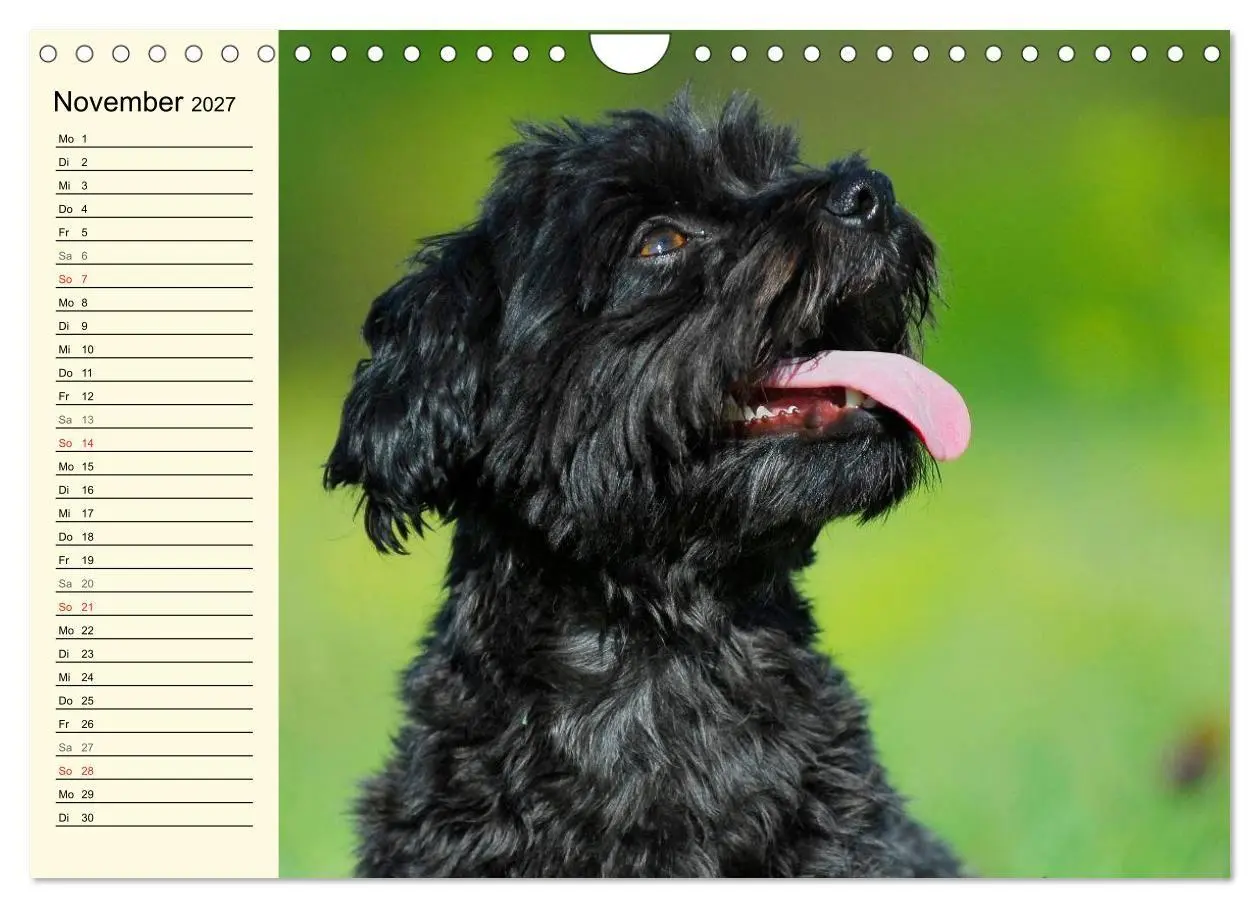 Bild: 9783569955868 | Kobolde auf 4 Pfoten - Bolonka Zwetna (Wandkalender 2027 DIN A4...