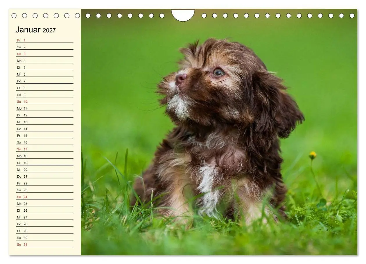 Bild: 9783569955868 | Kobolde auf 4 Pfoten - Bolonka Zwetna (Wandkalender 2027 DIN A4...
