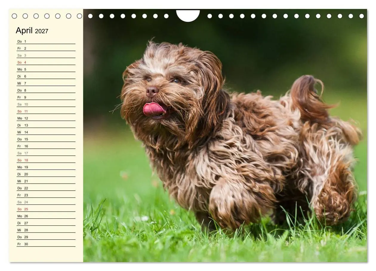 Bild: 9783569955868 | Kobolde auf 4 Pfoten - Bolonka Zwetna (Wandkalender 2027 DIN A4...