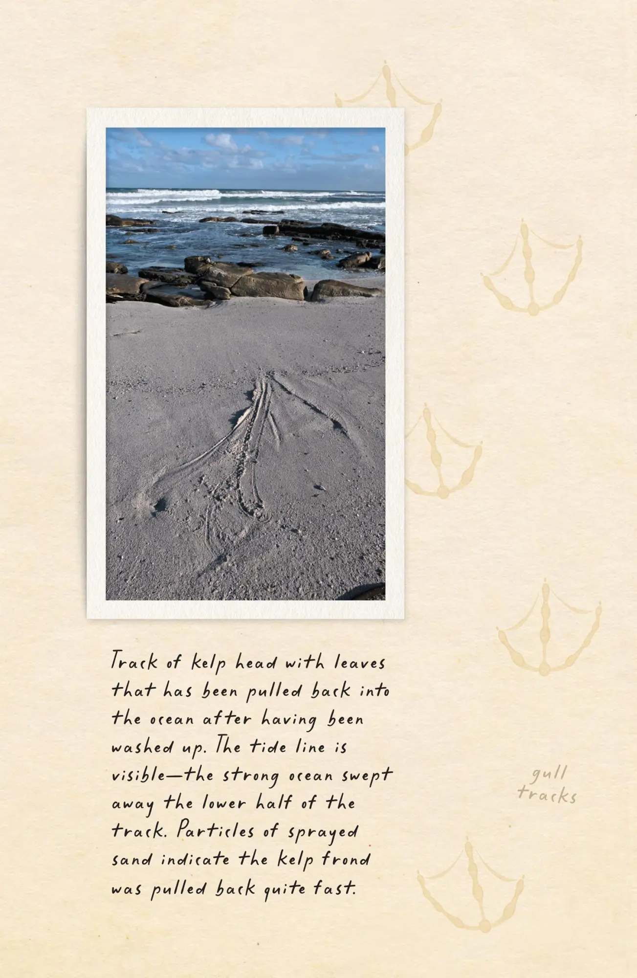 Bild: 9780008556068 | Amphibious Soul | Finding the wild in a tame world | Criag Foster