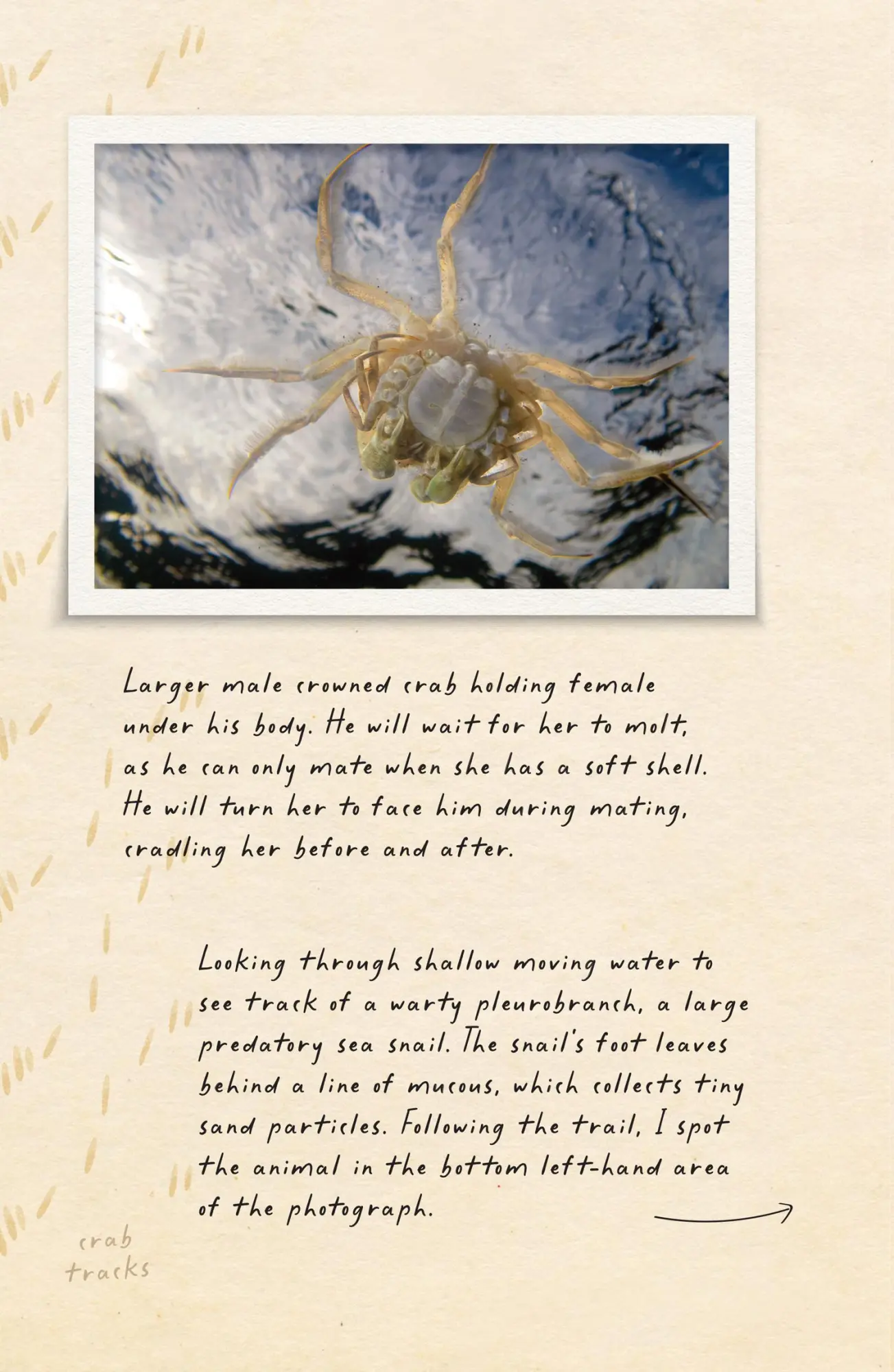 Bild: 9780008556068 | Amphibious Soul | Finding the wild in a tame world | Criag Foster