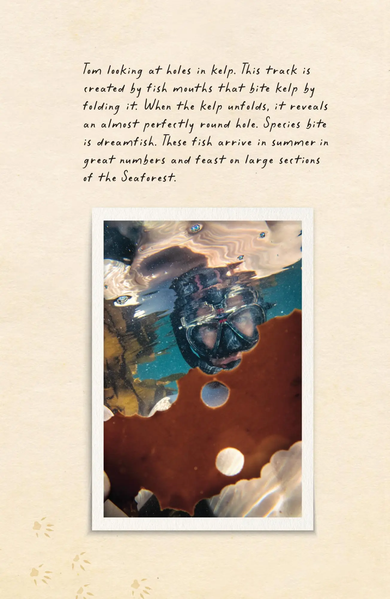 Bild: 9780008556068 | Amphibious Soul | Finding the wild in a tame world | Criag Foster