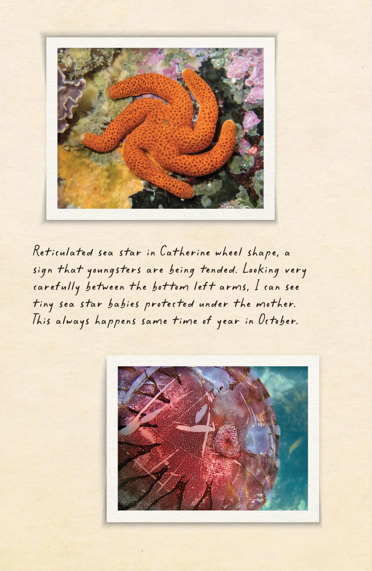Bild: 9780008556068 | Amphibious Soul | Finding the wild in a tame world | Criag Foster