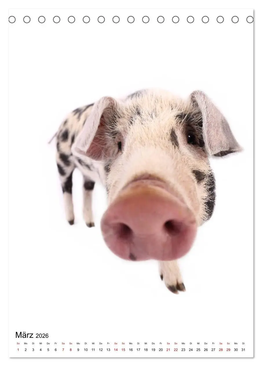 Bild: 9783516416268 | Der Fisheye Tiere Kalender (Tischkalender 2026 DIN A5 hoch),...