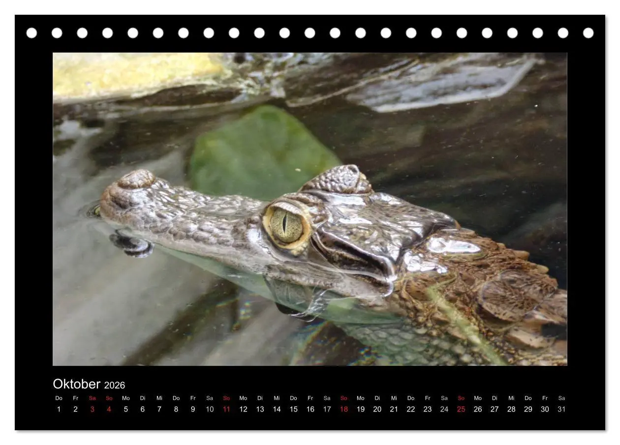 Bild: 9783516196368 | Faszinierende Reptilien (Tischkalender 2026 DIN A5 quer), CALVENDO...