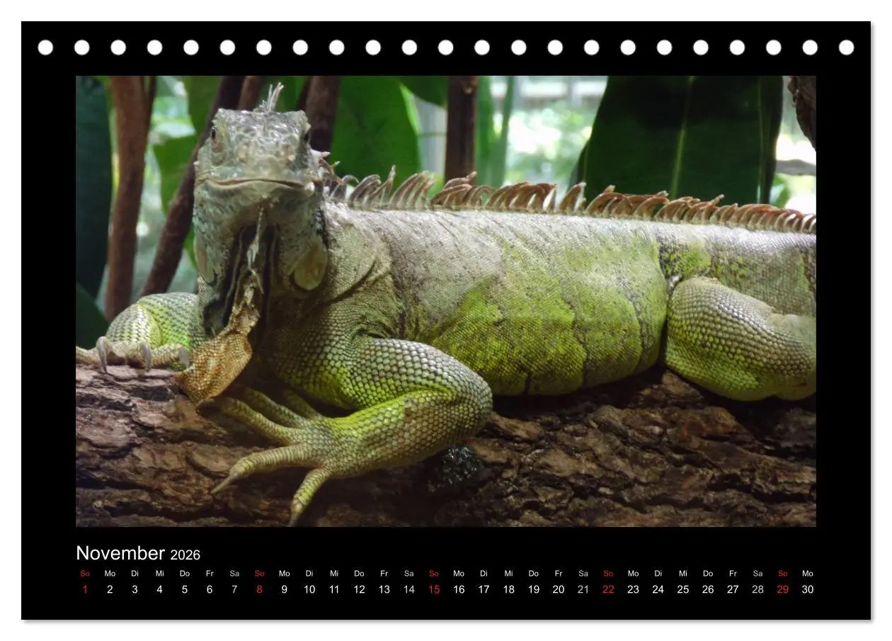Bild: 9783516196368 | Faszinierende Reptilien (Tischkalender 2026 DIN A5 quer), CALVENDO...
