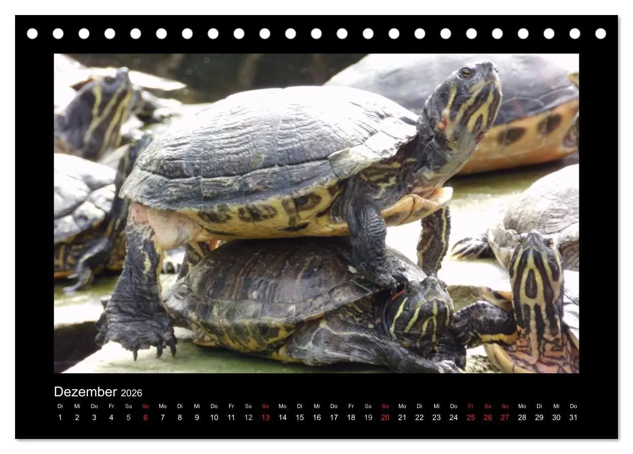 Bild: 9783516196368 | Faszinierende Reptilien (Tischkalender 2026 DIN A5 quer), CALVENDO...