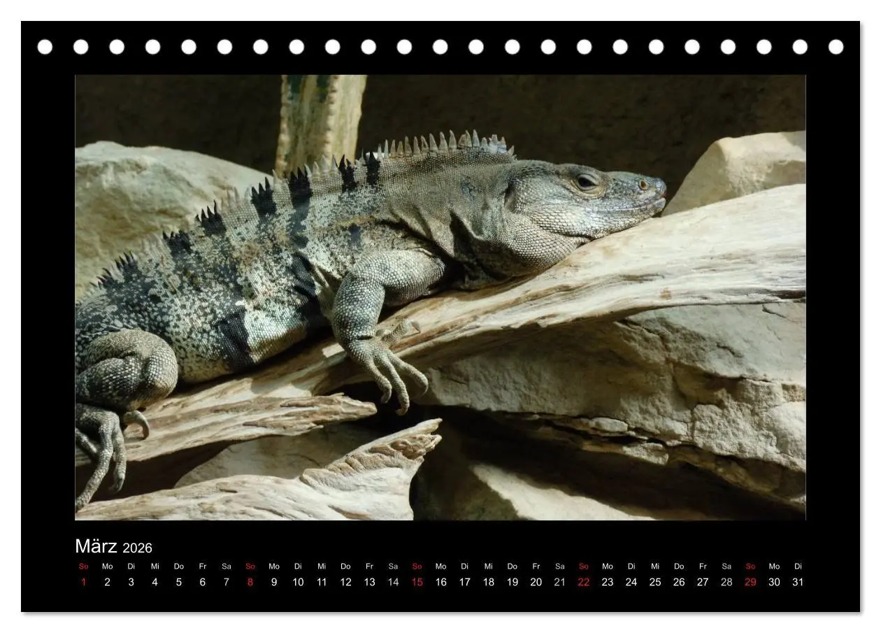 Bild: 9783516196368 | Faszinierende Reptilien (Tischkalender 2026 DIN A5 quer), CALVENDO...