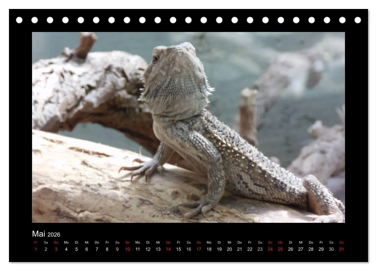 Bild: 9783516196368 | Faszinierende Reptilien (Tischkalender 2026 DIN A5 quer), CALVENDO...