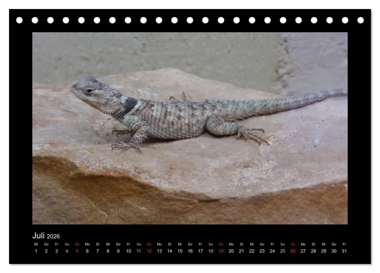 Bild: 9783516196368 | Faszinierende Reptilien (Tischkalender 2026 DIN A5 quer), CALVENDO...