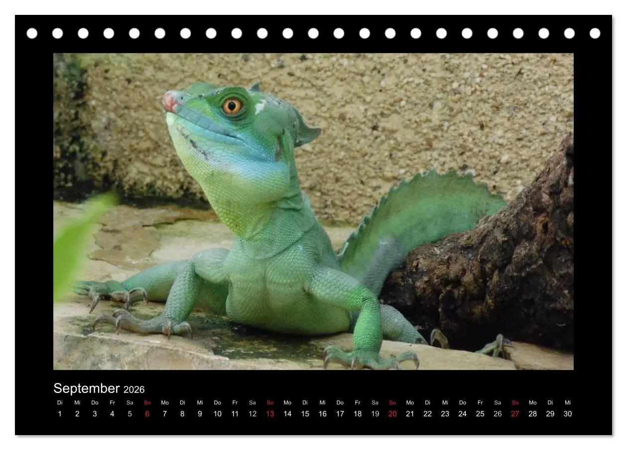 Bild: 9783516196368 | Faszinierende Reptilien (Tischkalender 2026 DIN A5 quer), CALVENDO...
