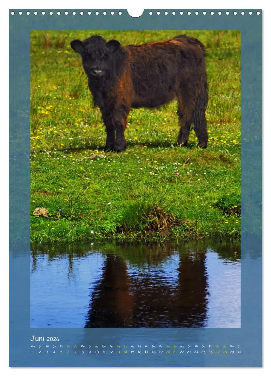 Bild: 9783516406368 | Texel sehen und verlieben (Wandkalender 2026 DIN A3 hoch), CALVENDO...