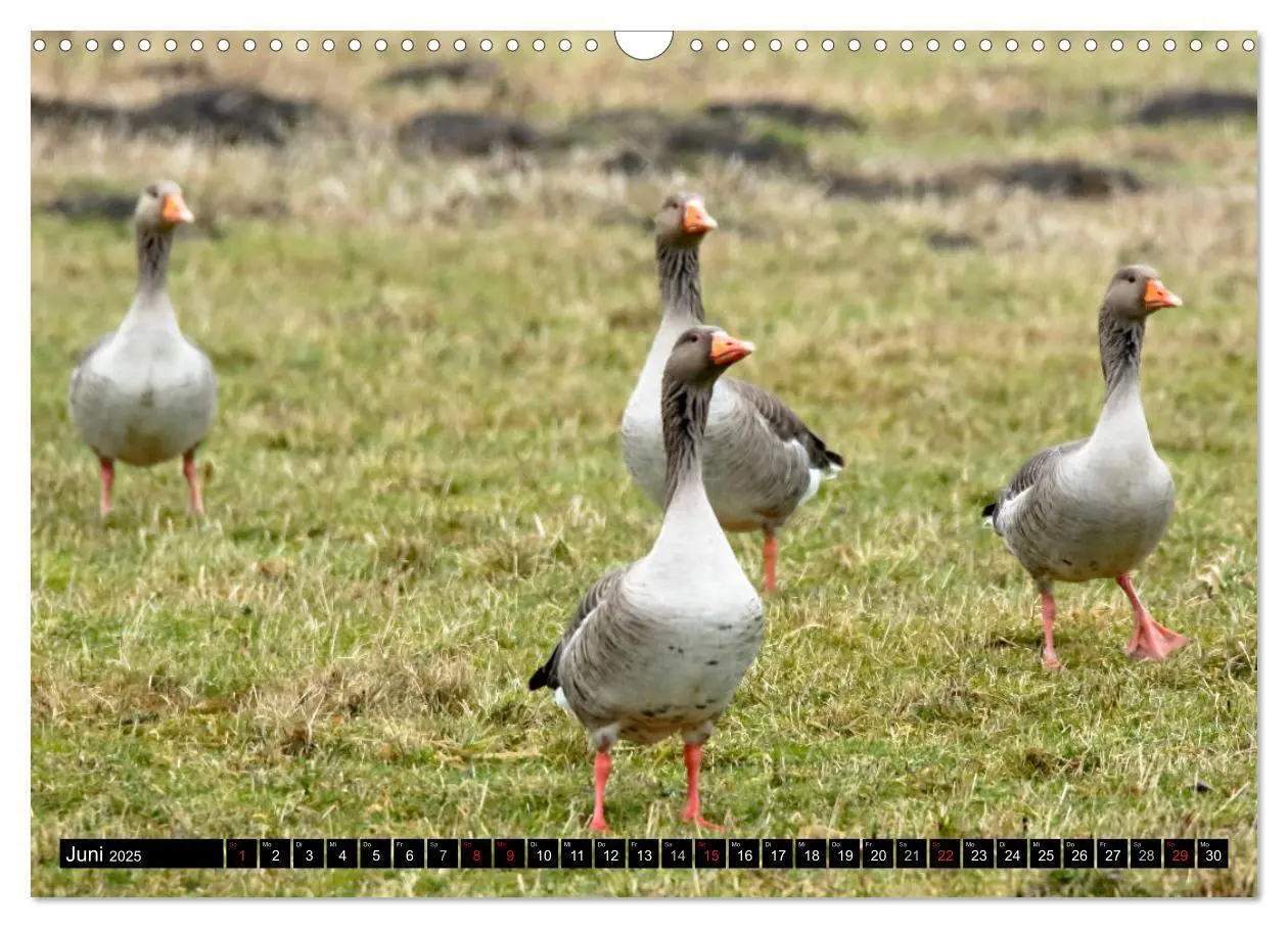 Bild: 9783435376568 | Gefiederte Schönheiten - Wildgänse in Norddeutschland (Wandkalender...