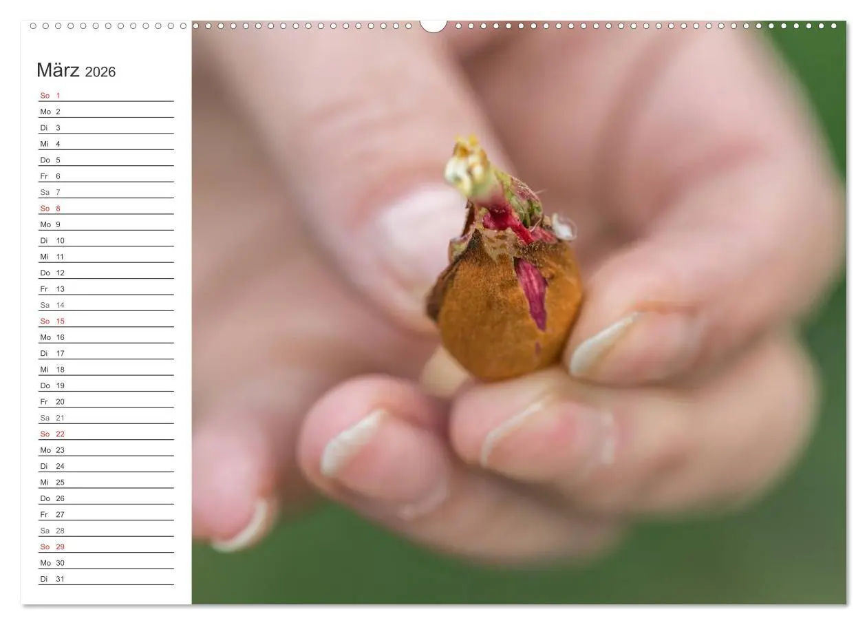 Bild: 9783516006568 | Emotionale Momente: Mandeln (hochwertiger Premium Wandkalender 2026...