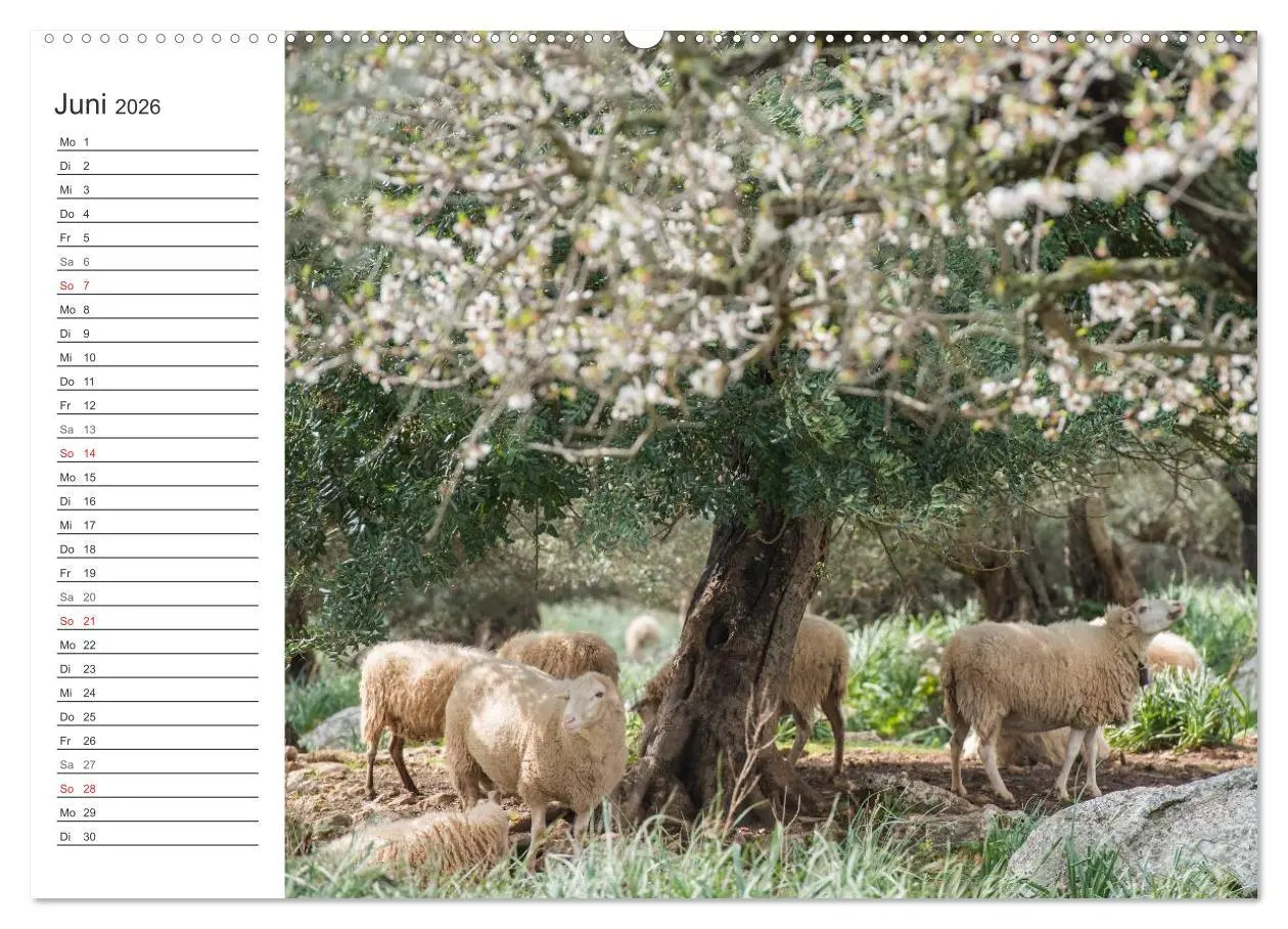 Bild: 9783516006568 | Emotionale Momente: Mandeln (hochwertiger Premium Wandkalender 2026...