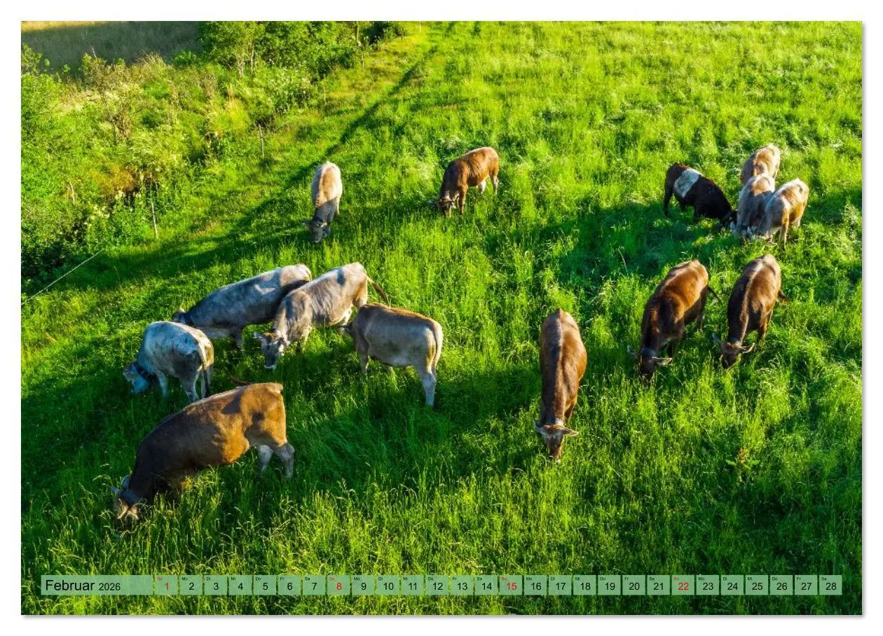 Bild: 9783516626568 | Voll kuhl - der Kuhkalender mit Kühen aus dem Allgäu (Wandkalender...