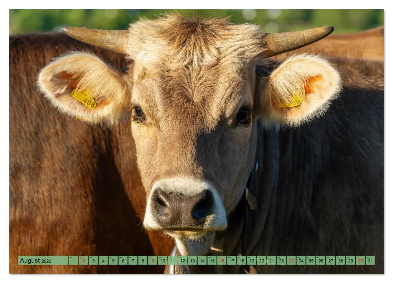 Bild: 9783516626568 | Voll kuhl - der Kuhkalender mit Kühen aus dem Allgäu (Wandkalender...